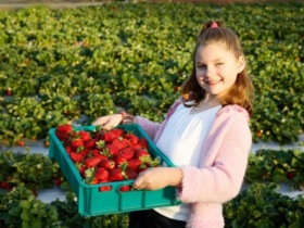 Strawberry Fields - Broome Tourism