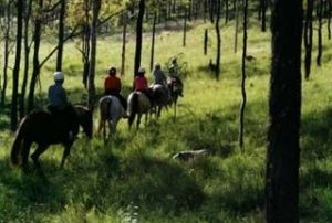 Hunter Valley Horse Riding and Adventures - Broome Tourism